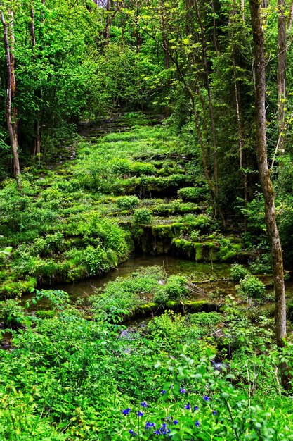 Foto Árvores que crescem na floresta