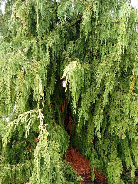 Foto Árvores que crescem na floresta