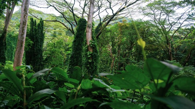 Foto Árvores que crescem na floresta