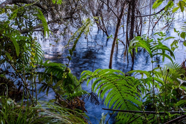 Foto Árvores que crescem na floresta