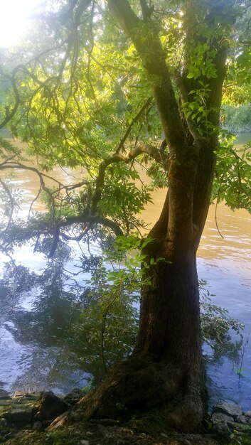 Foto Árvores que crescem na floresta