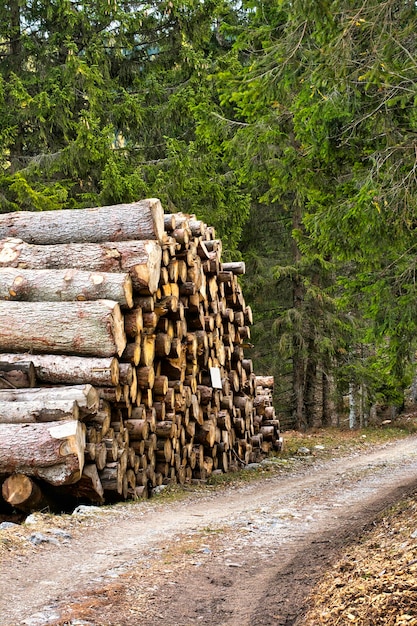 Foto Árvores que crescem na floresta