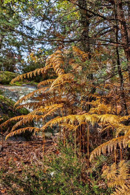 Foto Árvores que crescem na floresta