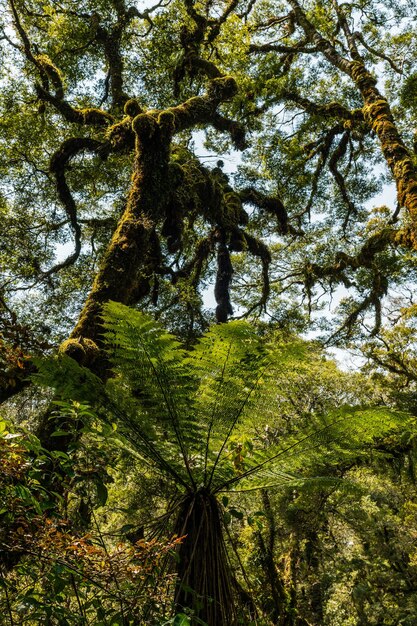 Foto Árvores que crescem na floresta