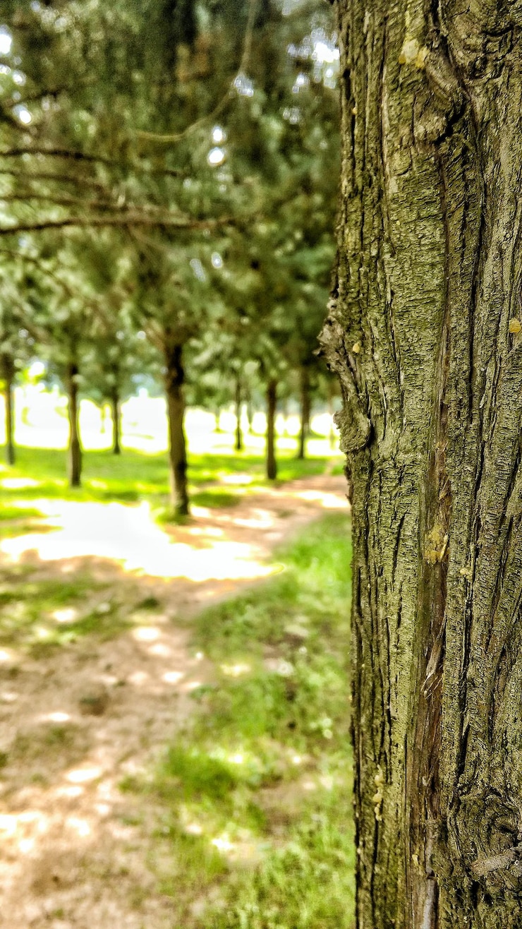 Foto árvores que crescem na floresta