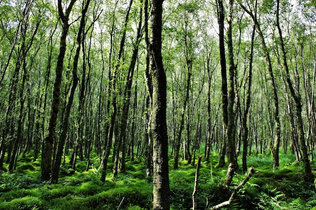 Árvores que crescem na floresta
