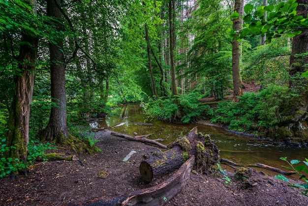 Foto Árvores que crescem na floresta