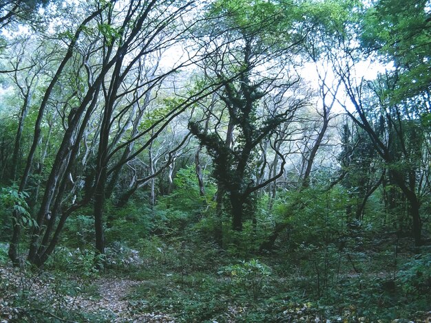 Foto Árvores que crescem no campo na floresta