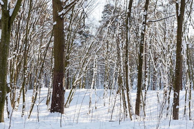 Árvores que crescem no parque cobertas de neve e gelo, temporada de inverno no parque ou na floresta após a queda de neve, árvores na neve branca