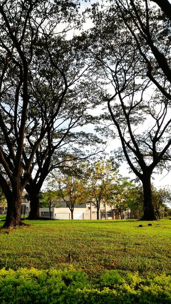 Foto Árvores que crescem no parque