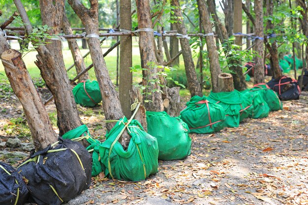 Árvores que esperam a plantação no jardim. enrole a raiz para reduzir a falta de água.