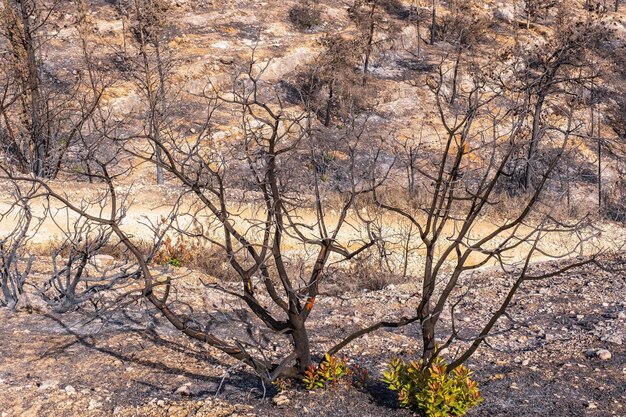 Foto Árvores queimadas com novos ramos verdes após incêndio florestal perto de jerusalém, israel