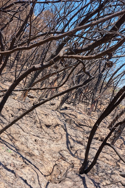 Árvores secas ao ar livre em um deserto em um dia quente de verão plantas queimadas sem folhas durante uma estação seca em um campo arbusto de folha caduca após um incêndio florestal os resultados do aquecimento global na natureza e na flora