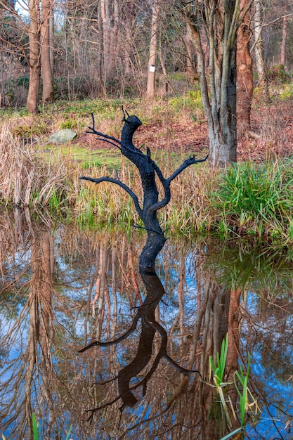 Árvores secas no meio do reflexo da água na paisagem natural da água