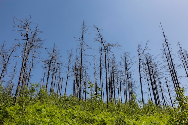 Árvores secas velhas mortas isoladas no fundo do céu azul