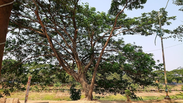 árvores sombreadas ao lado da estrada