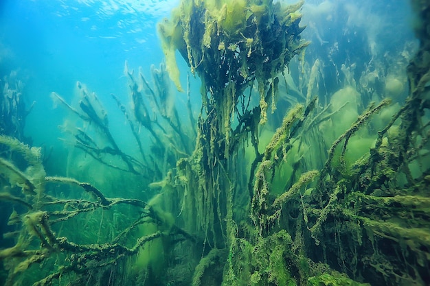 árvores submersas inundadas debaixo d'água / lago selva fresca ecologia de água bela paisagem