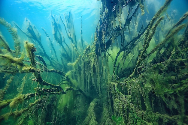 árvores submersas inundadas debaixo d'água / lago selva fresca ecologia de água bela paisagem