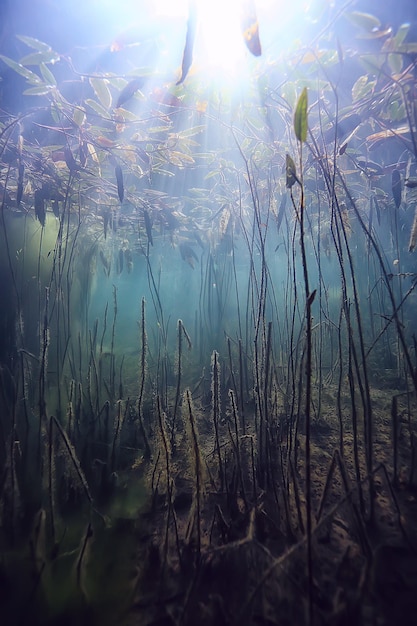 árvores submersas inundadas debaixo d'água / lago selva fresca ecologia de água bela paisagem