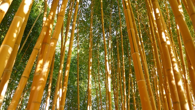 Árvores verdes asiáticas exóticas da floresta de bambu no jardim feng shui zen, natureza japonesa ou chinesa.