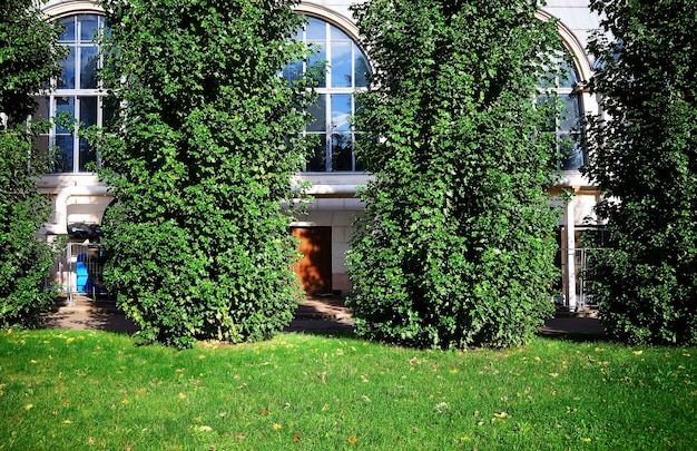 Árvores verdes cobrindo janelas de construção