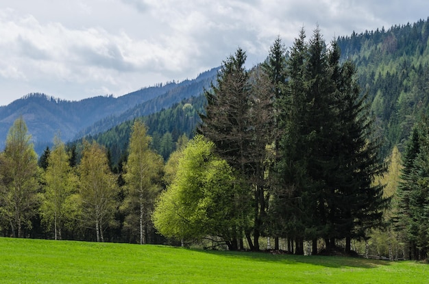 Árvores verdes e grama