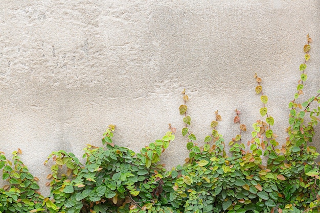 árvores verdes em fundo de concreto folhas verdes vintage planta ou árvore crescendo e galho em concreto