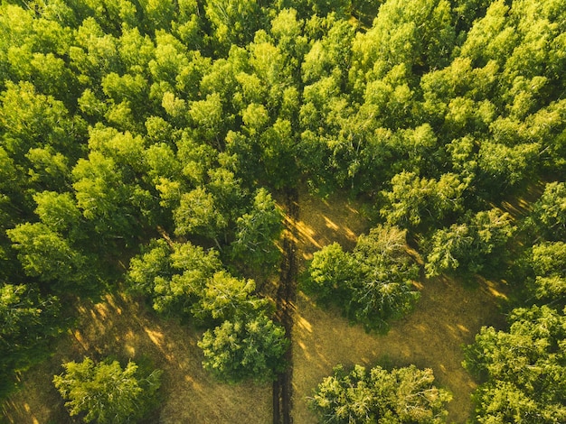 Árvores verdes na floresta de verão ao pôr do sol estrada na floresta vista aérea de drones linda paisagem de verão