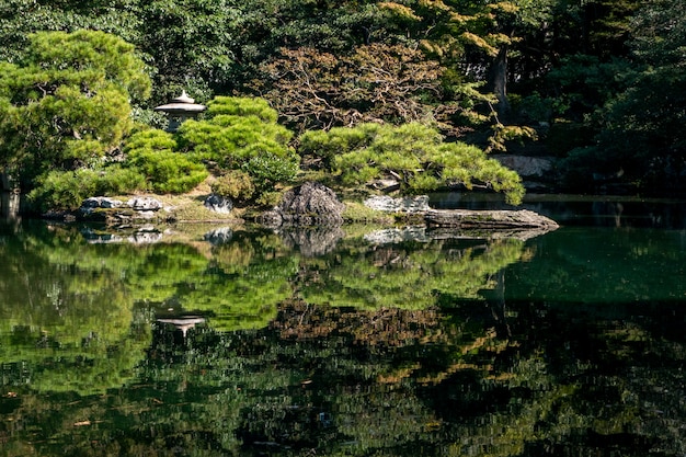 Árvores verdes naturais em um jardim japonês