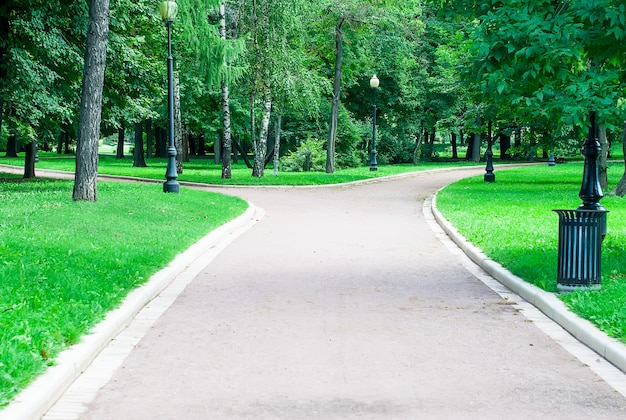 Foto Árvores verdes no parque da cidade