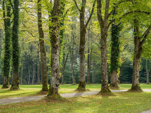 Árvores verdes no parque do palácio Herrenchiemsee