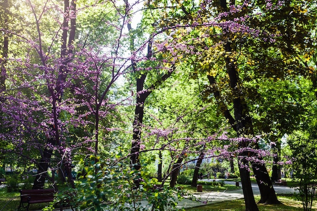 Foto Árvores verdes no parque urbano de mariyinsky em kiev