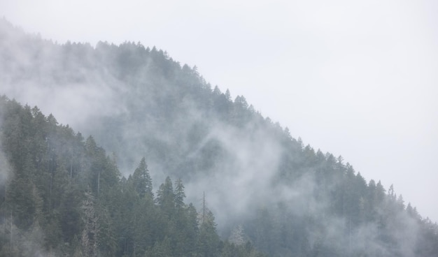 Árvores verdes verdes em uma floresta no topo de uma montanha coberta de nuvens e neblina