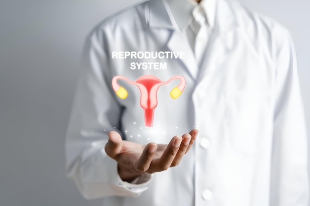 Arzt in einem weißen Mantel, der die Gebärmutter, das Fortpflanzungssystem, die Gesundheit der Frau, das PCOS, die Eierstöcke, die gynäkologische Behandlung, das gesunde weibliche Konzept hält.