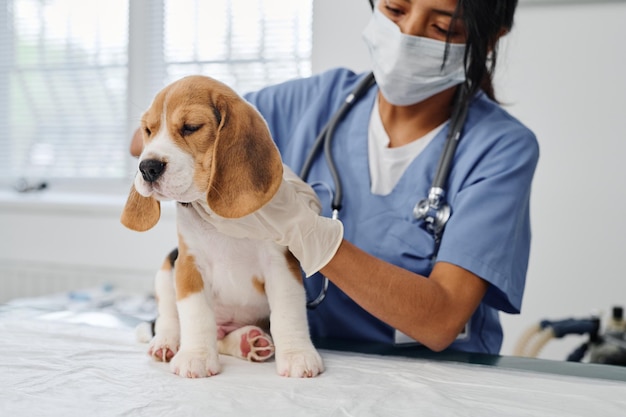 Arzt in Maske untersucht Hund