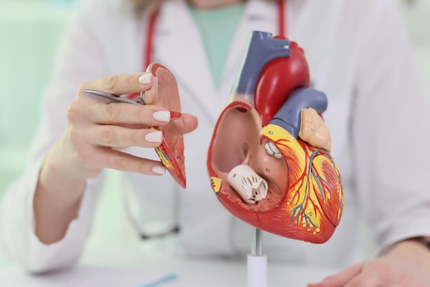 Arzt in Uniform untersucht Anatomie und hält ein Stück eines Herzmodells in der Hand. Frau sitzt am Tisch