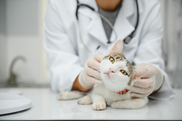 Arzt untersucht eine kranke Katze Konzept der Tierklinik Dienste eines Arztes für Tiergesundheit und Behandlung von Haustieren