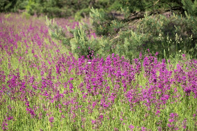 As abelhas coletam pólen nas flores cor-de-rosa do chá Ivan em flor Sally ou fireweed em uma manhã de verão Natureza fundo close-up