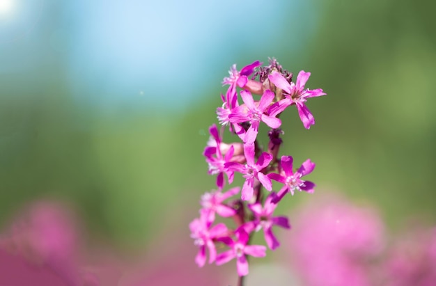As abelhas coletam pólen nas flores cor-de-rosa do chá Ivan em flor Sally ou fireweed em uma manhã de verão Natureza fundo close-up