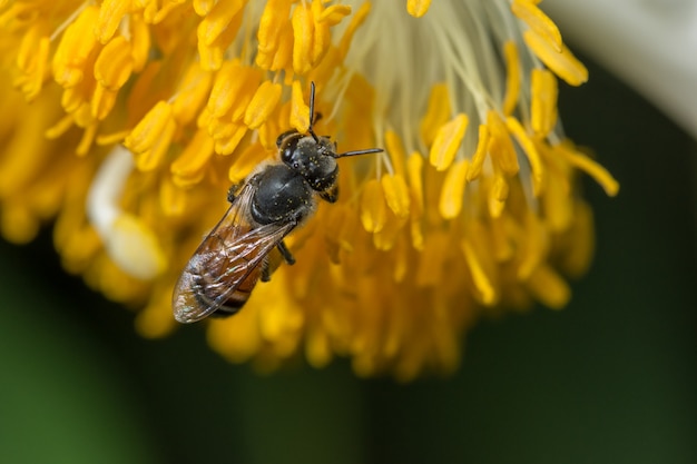 As abelhas encontram comida em flores