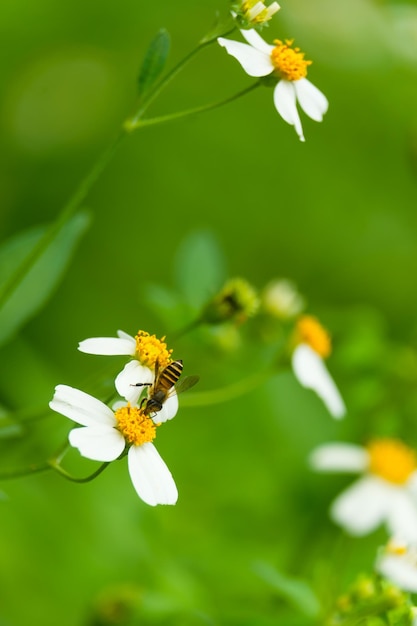 As abelhas estão sugando o néctar das flores