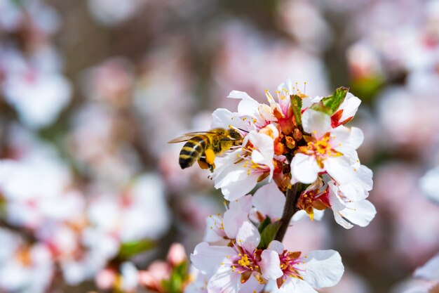 As abelhas polinizam a flor da macieira no jardim na primavera.