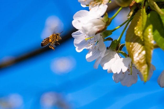 Foto as abelhas polinizam a flor da macieira no jardim na primavera.