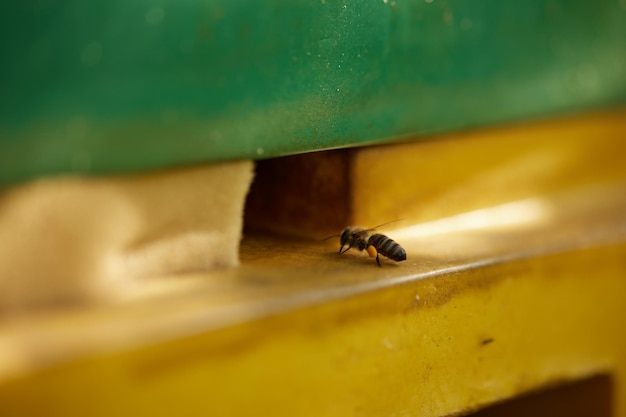 As abelhas sentam-se num quadro com favo de mel e mel e voam em torno das colmeias no fundo de um jardim verde no verão