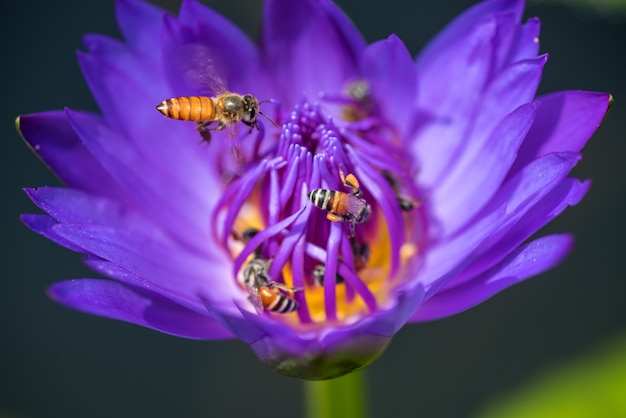 As abelhas tomam o néctar da bela nenúfar roxa ou flor de lótus. Imagem macro da abelha e a flor.