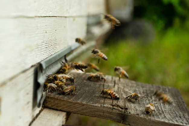 As abelhas voam para a colmeia e carregam pólen uma após a outra nos dias de verão