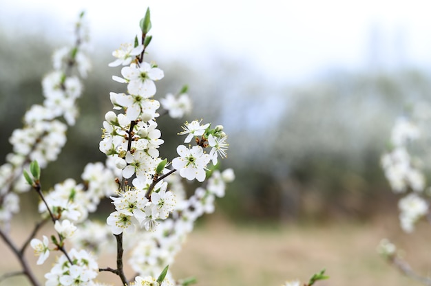 As ameixas desabrocham flores brancas no início da primavera na natureza