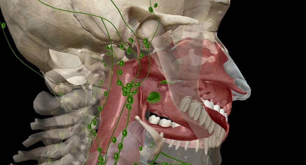 As amígdalas são gânglios linfáticos na parte de trás da boca e no topo da garganta
