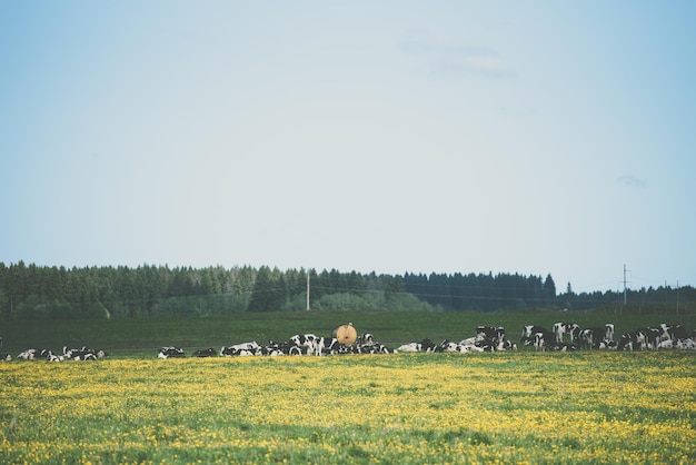 As áreas rurais da agricultura natural e o conceito de paisagem consideram as vacas que pastam na área das terras agrícolas