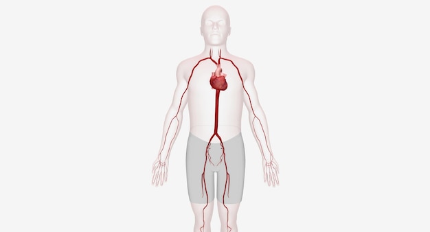 As artérias são vasos sanguíneos musculares fortes que fornecem oxigênio r